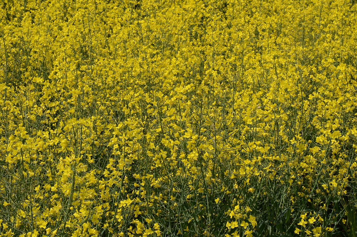 Feld